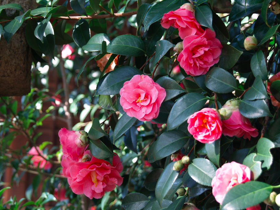 奈良三名椿 奈良寺社ガイド